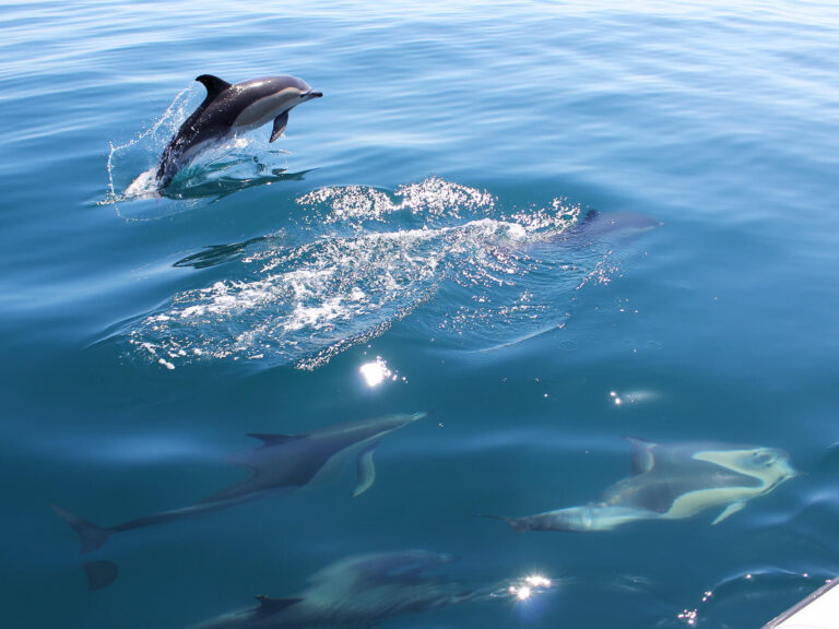 Catamaran Dolphin Tour From Lagos.